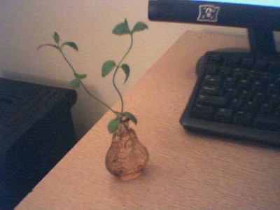 plants.jpg