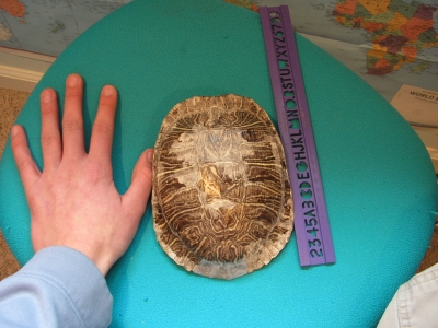 Size comparison