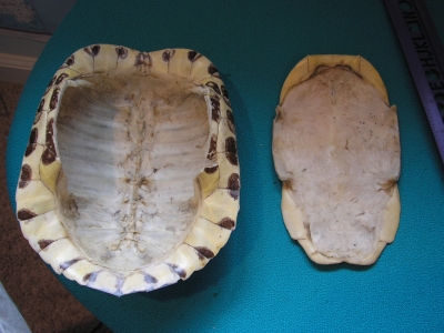 The open shell The open shell
