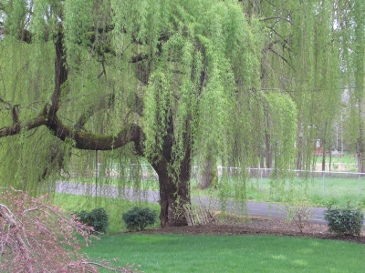 Under the willow...