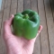 Green bell pepper