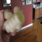 Ginger root