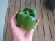 Green bell pepper