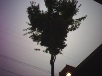 Morning and the tree