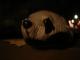 DSC00013.JPG