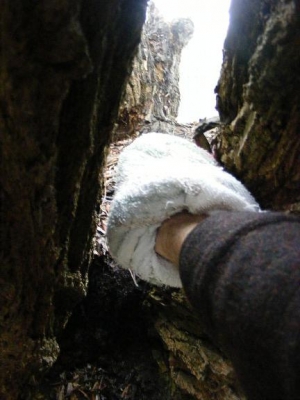 Climbing trees. Climbing trees.