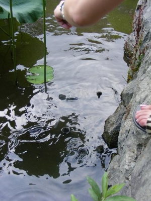Turtles. Turtles.
