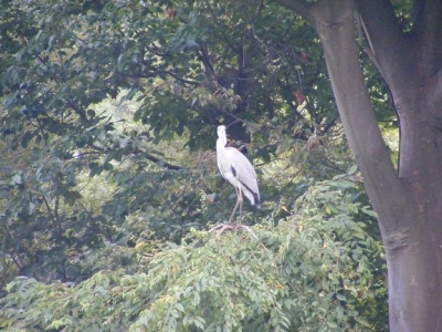 Crane Crane