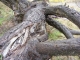 Sleeping tree?