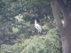 Crane