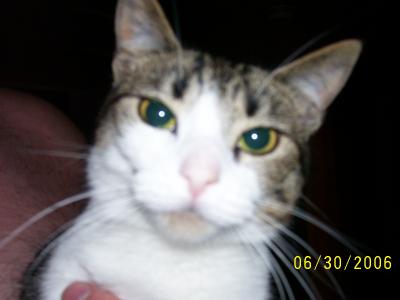 Poot... My cute time kitty!
