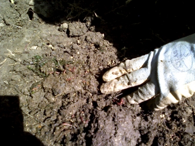 Teeming with worms!