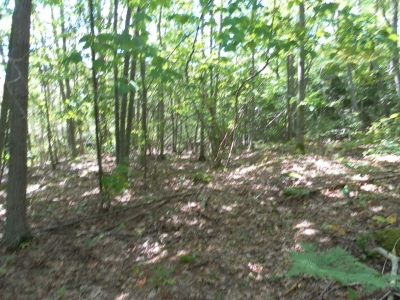 main_tosort033800x60106768.jpg