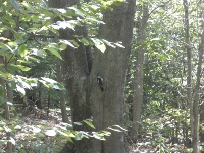 main_tosort037800x60106772.jpg
