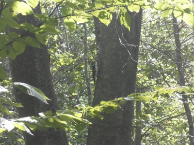 main_tosort038800x60106773.jpg