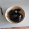 Mussels inna bowl