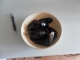 Mussels inna bowl