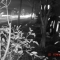 Audey Lee's More Trees