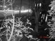 Audey Lee's More Trees