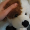 toydog.jpg