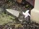 Pinwheelbyentrancesign.jpg Pinwheelbyentrancesign.jpg