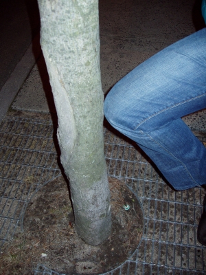 Tree meet Knee Tree meet Knee