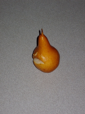 Pear, after falling off my Hair, down the Stairs Pear, after falling off my Hair, down the Stairs