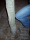 Tree meet Knee