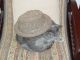 Cat in a Hat