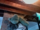 Bear in my Hair