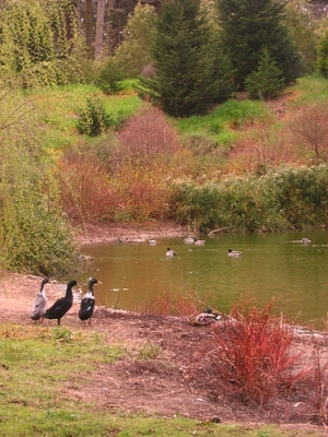 This time look at the ducks