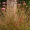 Pretty flower-plant