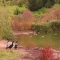 This time look at the ducks This time look at the ducks