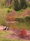 This time look at the ducks