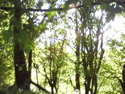 Trees on a Sunday afternoon.