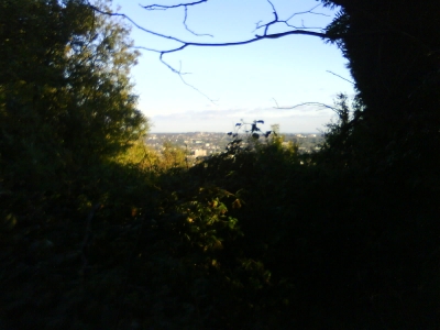 The West Mids through the trees.
