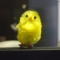 Chick