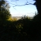 The West Mids through the trees.