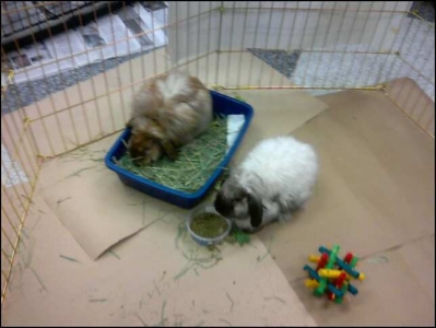 Documentation of 1:45 PM: Bunnies grazing Documentation of 1:45 PM: Bunnies grazing
