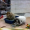 Documentation of 1:45 PM:  "Brooklyn" and "Queenie"
