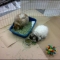 Documentation of 1:45 PM:  Bunnies grazing