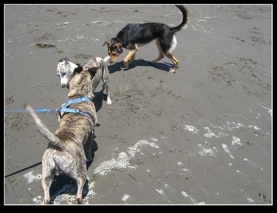 Poncho Got along with these cool dogs