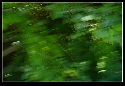 The trees on the bridge