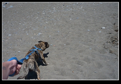 Good guide dog...look how he's strugling to be free