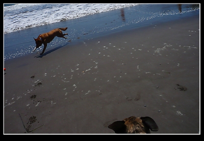 Fucking bully dog...Shoo. GO AWAY!!! I CAN"T SEE ANYTHING