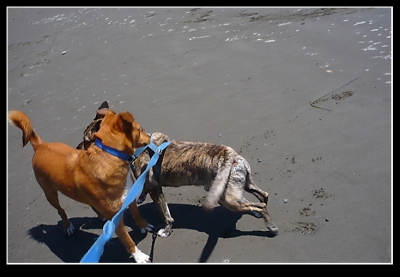 I hate breaking up dog fights...I'm always afraid I'll get bit