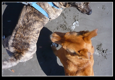 However, They did not like each other