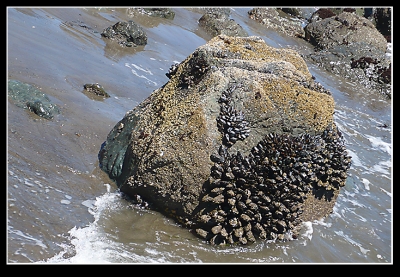 Look at all thsoe mussles... If I was stranded here...
