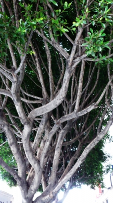 Awesome Branches