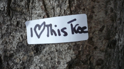 I love this tree
